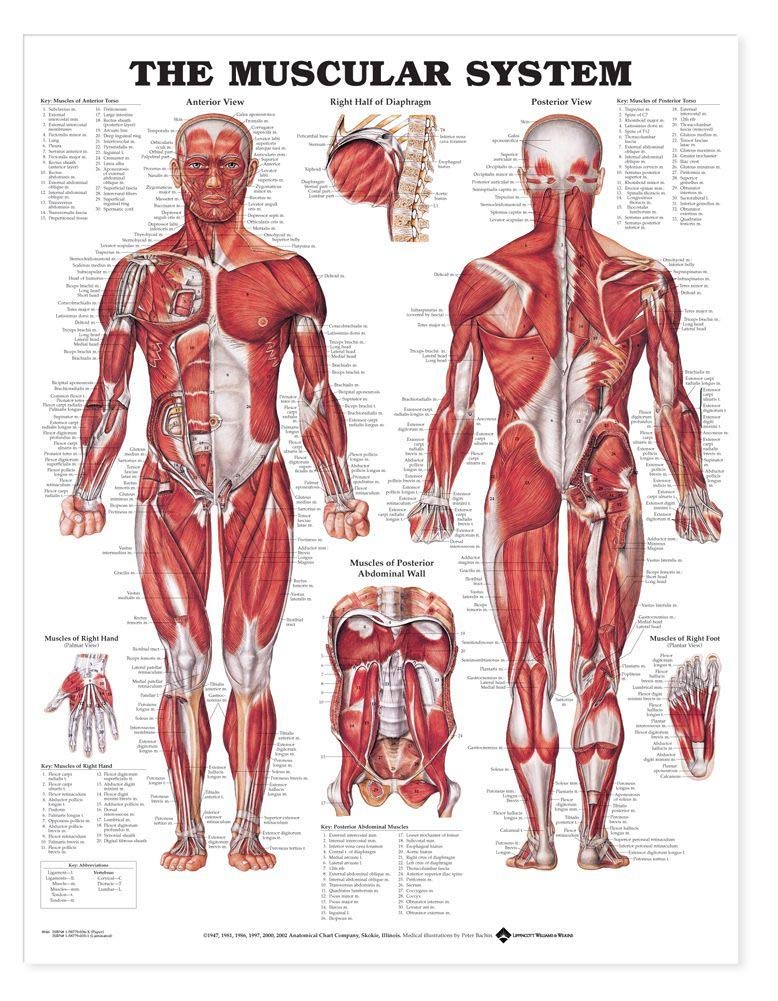 Muscular System Chart (Laminated)