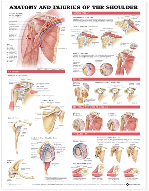 Anatomy & Injuries of the Shoulder (Laminated)