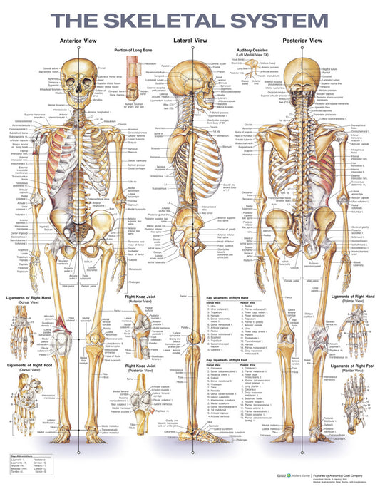 Skeletal System Chart (Laminated)